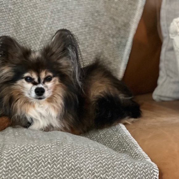 Meet House of Visocchi - Picture 6 of 7